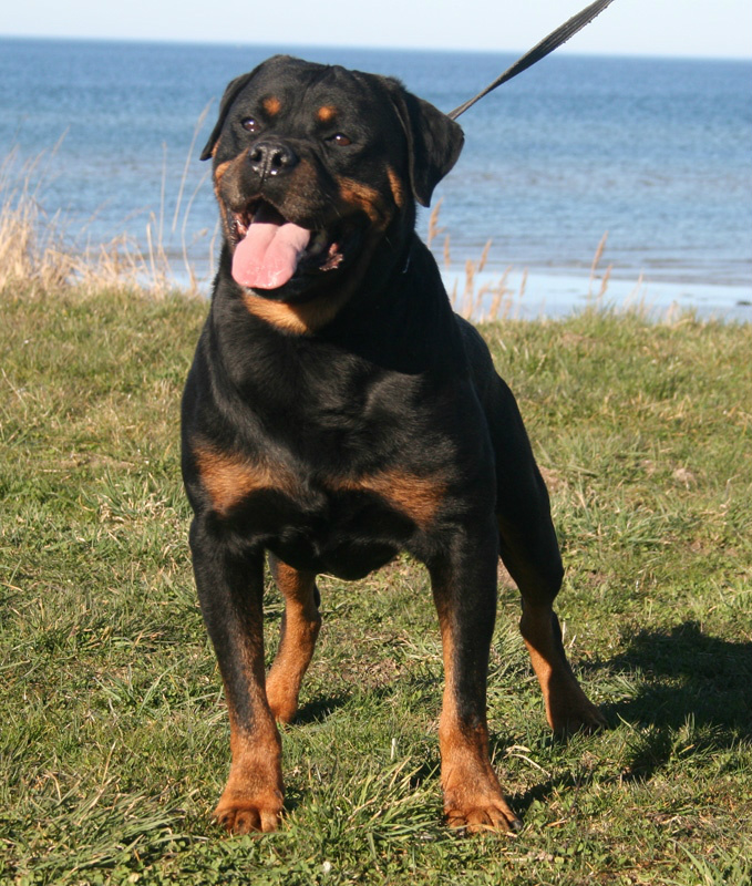 Royal breed hot sale rottweilers